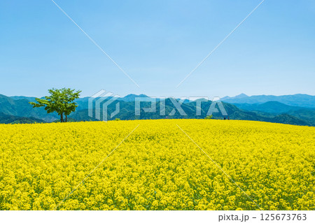 三ノ倉高原菜の花畑 125673763