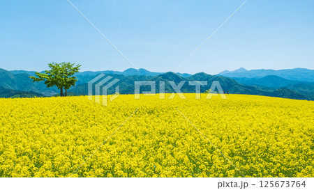 三ノ倉高原菜の花畑 三ノ倉高原菜の花畑 125673764