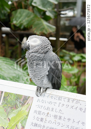植物園の看板にとまり目をつぶるおとなしいヨウムの姿 125673972