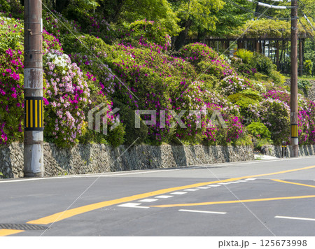 道路沿いに咲くツツジの花 道路沿いに咲くツツジの花 125673998