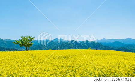 三ノ倉高原菜の花畑 三ノ倉高原菜の花畑 125674013