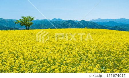 三ノ倉高原菜の花畑 三ノ倉高原菜の花畑 125674015