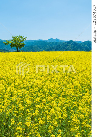 三ノ倉高原菜の花畑 三ノ倉高原菜の花畑 125674017