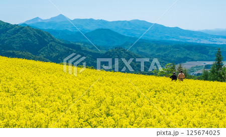 三ノ倉高原菜の花畑：磐梯山を望む 125674025