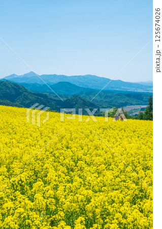 三ノ倉高原菜の花畑:磐梯山を望む 三ノ倉高原菜の花畑:磐梯山を望む 125674026