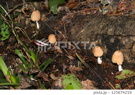 林道脇の倒木に生える薄茶色のかわいいコキララタケ茸たち（自然環境下ストロボマクロ撮影） 125674259