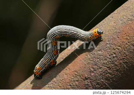 錆びた手すりに白黒ゼブラストライプ柄に黄紋入りのヒメノコメエダシャク蛾幼虫（ストロボマクロ撮影） 125674294