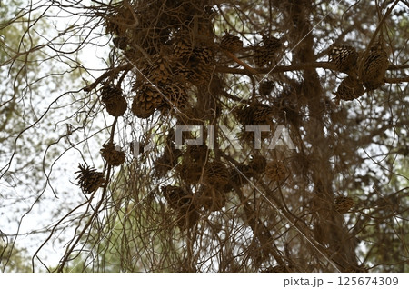 Big cones on pine trees in the forest. Close-up. Yeruham Park in southern Israel. High quality photo Big cones on pine trees in the forest. Close-up. Yeruham Park in southern Israel. High quality photo 125674309