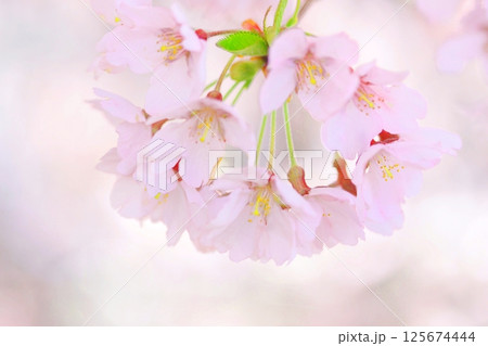 春の光を浴びる桜　 125674444