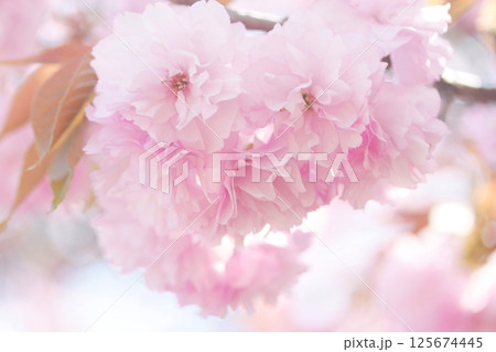 春の光を浴びる八重桜 125674445