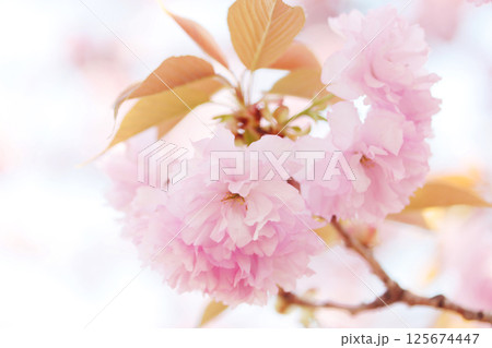 春の日差しを浴びる八重桜 125674447