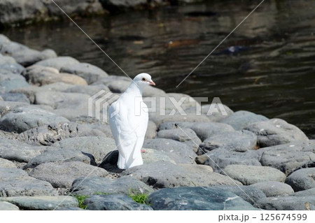 白い鳩 白い鳩 125674599