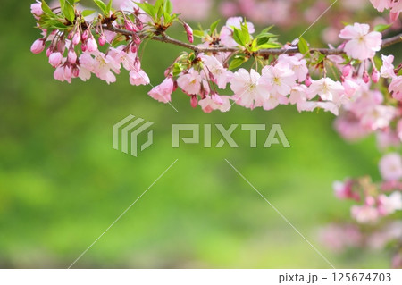 淡いピンクの思川桜 【緑背景】 【背景ぼかし】 125674703