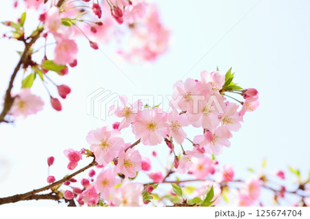 淡いピンクの思川桜 【空背景】 125674704