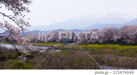 Sakura and cherry blossom in Hitome Senbonzakura, Sendai, Japan in spring season Sakura and cherry blossom in Hitome Senbonzakura, Sendai, Japan in spring season 125674848