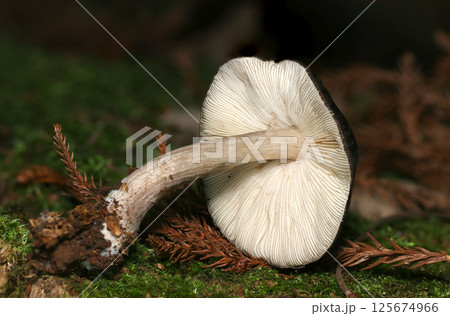 湿潤な杉林にクロフチシカタケキノコの裏面黒縁取りヒダと柄（自然環境下マクロ） 125674966