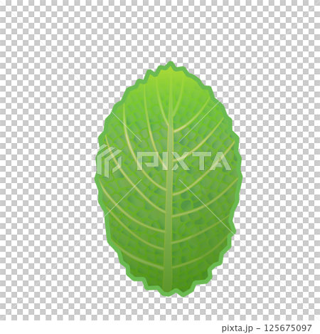 ミントの葉っぱのイラスト 125675097