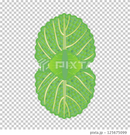 薄荷葉插圖 薄荷葉插圖 125675099