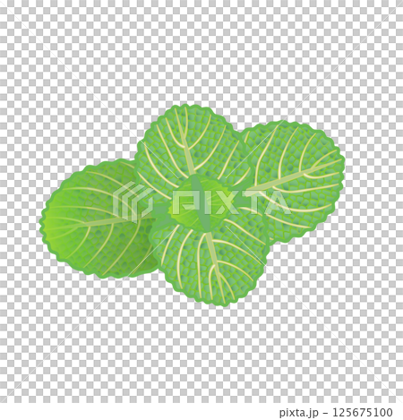 Mint leaf illustration 125675100