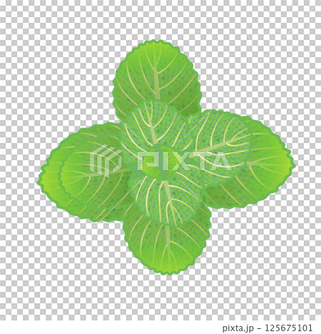Mint leaf illustration 125675101