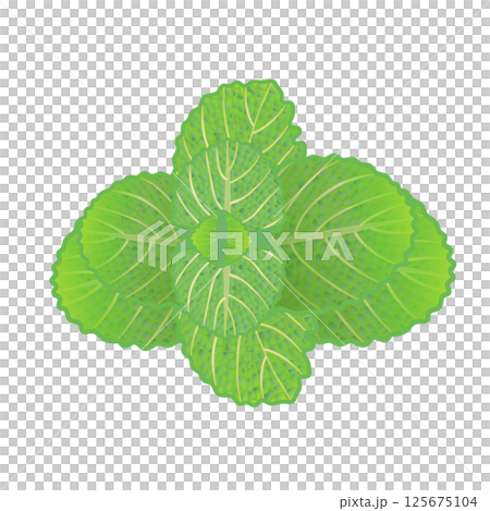 ミントの葉っぱのイラスト ミントの葉っぱのイラスト 125675104