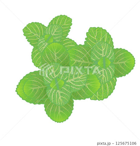 ミントの葉っぱのイラスト 125675106