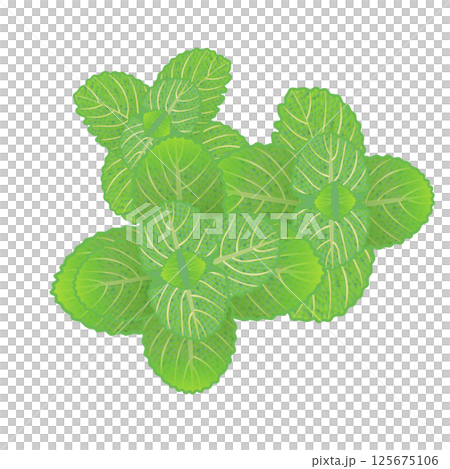 ミントの葉っぱのイラスト 125675106