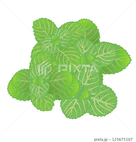 ミントの葉っぱのイラスト 125675107