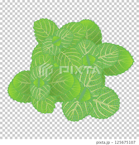 ミントの葉っぱのイラスト 125675107