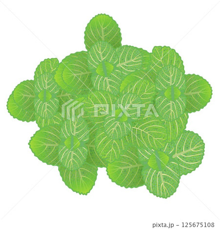 ミントの葉っぱのイラスト 125675108