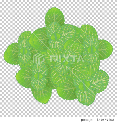 ミントの葉っぱのイラスト 125675108
