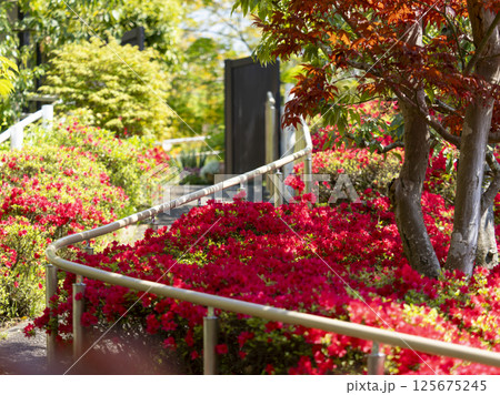 鮮やかな赤色のツツジと楓 鮮やかな赤色のツツジと楓 125675245