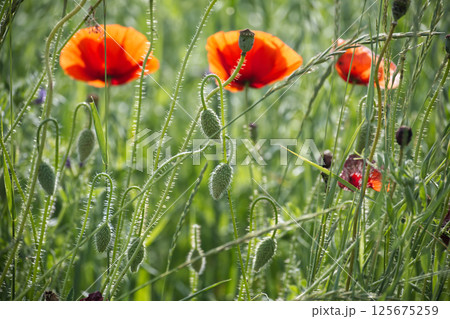 Red poppy flowers blooming in a lush green field on a sunny day Red poppy flowers blooming in a lush green field on a sunny day 125675259
