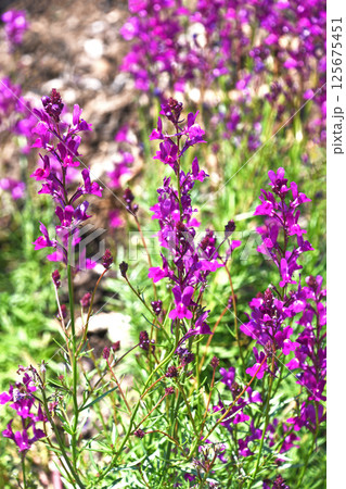 リナリア（姫金魚草） 125675451