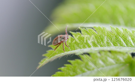 A closeup of a Tick on a Leaf beautifully and vividly captures the true essence of Nature 125676020