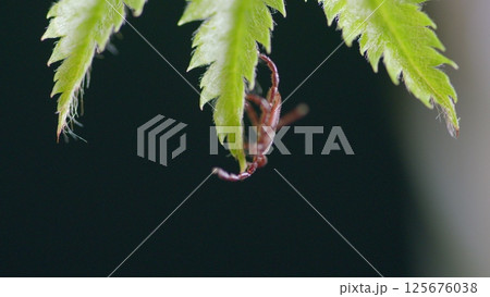 A CloseUp Image of a Tick Resting on a Leaf Surrounded by Natural Elements in Nature 125676038