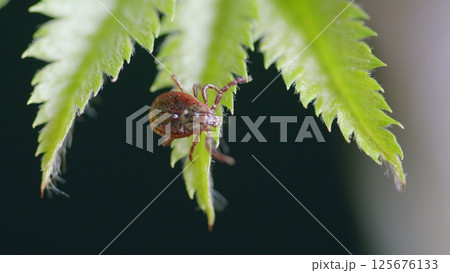 A Detailed CloseUp of a Tick Found on a Green Leaf in a Natural Setting of Nature 125676133