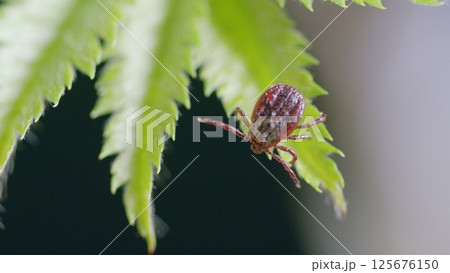 A detailed closeup image showcasing a tick resting on a leaf within its natural habitat A detailed closeup image showcasing a tick resting on a leaf within its natural habitat 125676150