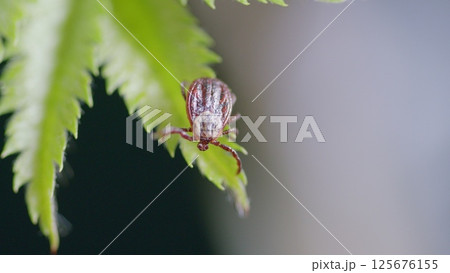 Stunning Macro Capturing the Intricate Details of a Tick Resting on a Leaf 125676155