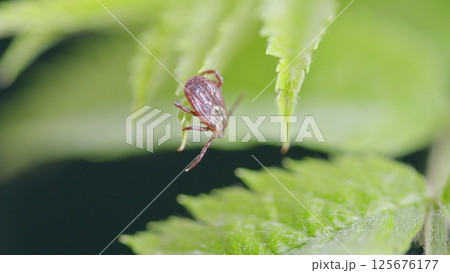 CloseUp View of a Tick Crawling on Lush Green Fern Leaves in Its Natural Habitat Environment 125676177