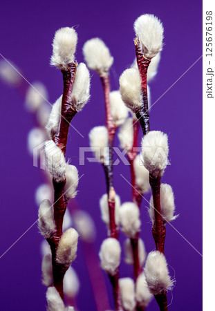 Soft Pussy Willow Branches with Silvery Catkins on Purple, Spring Soft Pussy Willow Branches with Silvery Catkins on Purple, Spring 125676198