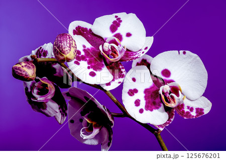 Captivating Spotted Orchid Flowers on a Rich Purple Backdrop 125676201