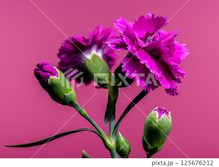 Vibrant Pink Carnations Bloom Against a Bold Backdrop, Floral Beauty 125676212