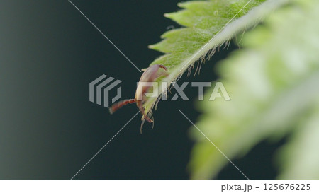 Macro Shot of a Tick Found on a Fern Leaf in its Natural Environment and Habitat 125676225