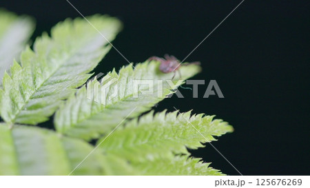 A Detailed CloseUp of a Tick Resting on a Leaf in its Natural Habitat of Nature 125676269
