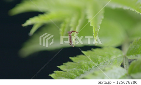 Closeup photograph showcasing a Tiny Tick Spider resting on vibrant Green Leaves in natures beauty Closeup photograph showcasing a Tiny Tick Spider resting on vibrant Green Leaves in natures beauty 125676280