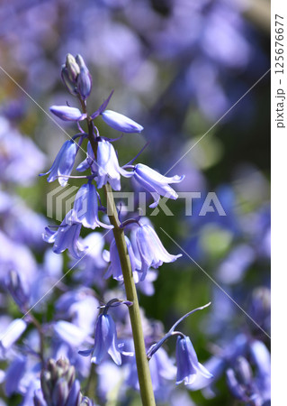 ツリガネズイセン（釣鐘水仙） 125676677