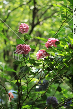 赤い紫陽花 赤い紫陽花 125676720