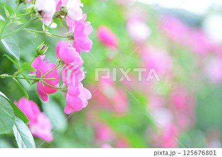 近所で見たバラの花 125676801