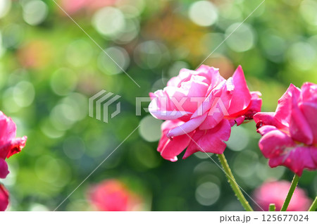 近所のバラ園でみた花 近所のバラ園でみた花 125677024